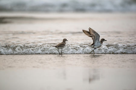 Pair of plover birds playing in the beachの写真素材