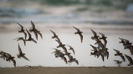 Flock of Flying birds in the beachの写真素材
