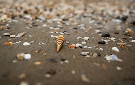 A seashells filled beach in Goa