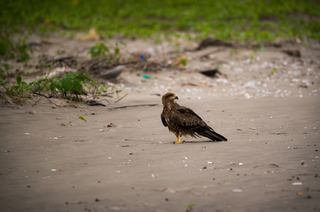 A black kite bird on the beach looking for preysの写真素材