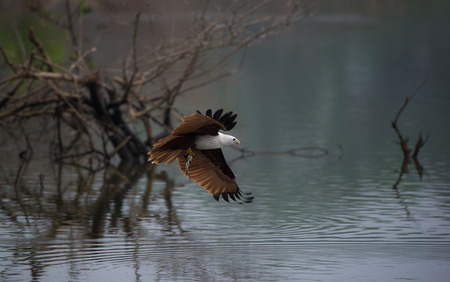 Brahminy Kite flying with fish just caught