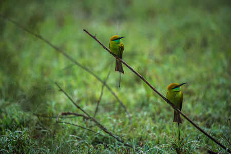 Two green bee eater birds hunting together for bees in the morningの写真素材