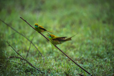 Two green bee eater birds in conversation while hunting