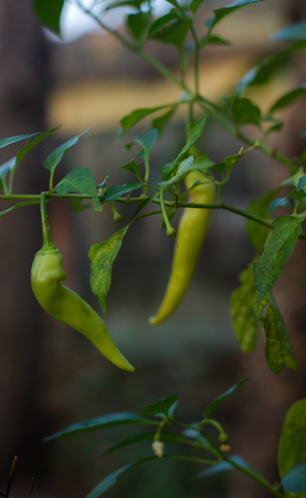 Chillies hanging on a chilli plantの写真素材