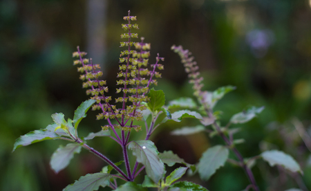 A holy basil plant with flowersの写真素材