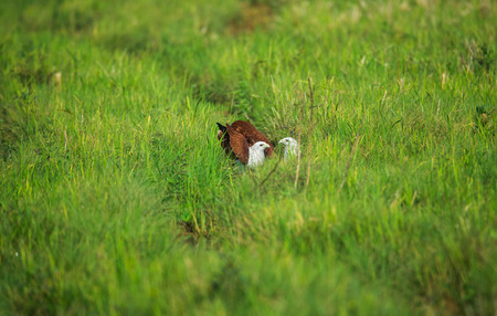 Pair of brahminy kites in the green fieldの写真素材