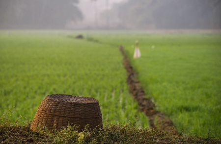 A basket made of leaves at the side of a paddy fieldの写真素材