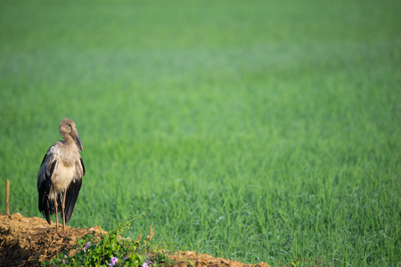 An Asian open bill on the side of a green paddy fieldの写真素材