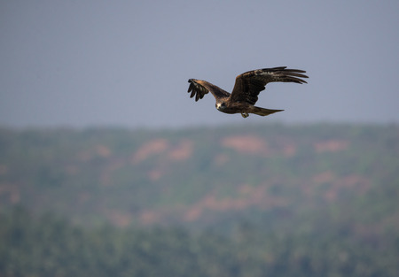 Black Kite hunting for fish in the seaの写真素材