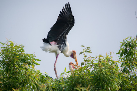 Two painted stork birds during mating rituals