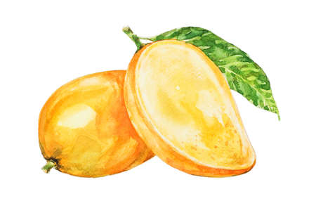 Loquat fruit. Hand drawn watercolor illustration isolated on white background