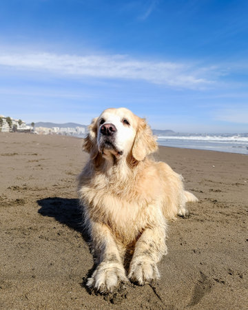 Golden Retriever dog sitting on the beach in Chileの写真素材
