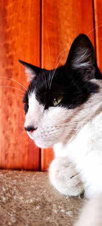 black and white cat with green eyes on the background of a wooden wallの写真素材