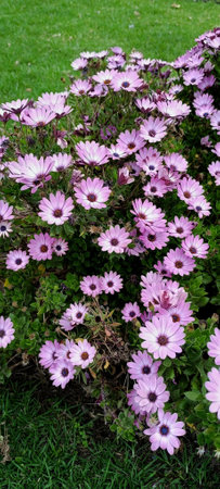 purple daisy flowers in the garden in springtime, stock photo