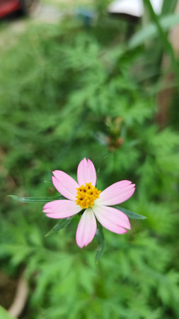 Wild pink cosmos flower blooming in a garden, symbolizing beauty, nature, and delicate floral...