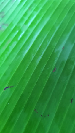 Detailed close-up texture of a banana leaf showing natural lines and patterns.の写真素材