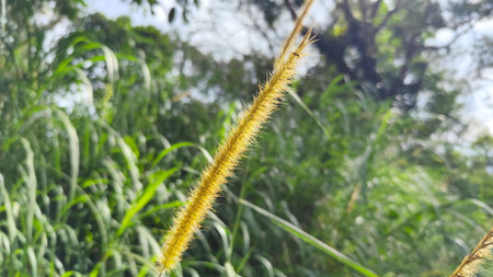Close-up of foxtail grass flower or Setaria viridis growing naturally in a grassy tropical field.の写真素材