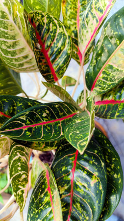 Close up vibrant Aglaonema Plant with Red Veins and Variegated Green Leaves, commonly known as...