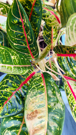 Close up Aglaonema Donna Carmen plant, commonly known as Chinese Evergreen growing in tropical...