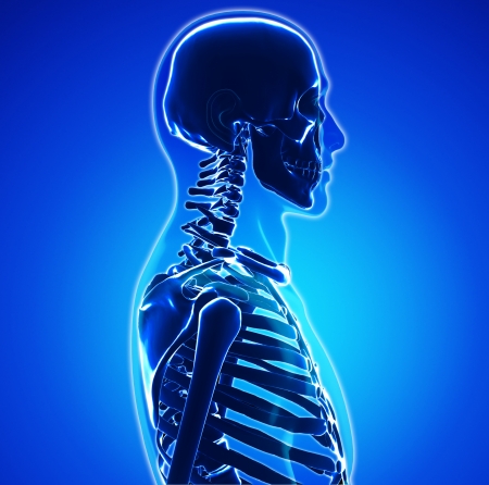 Male anatomyの写真素材