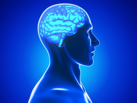 human brainの写真素材