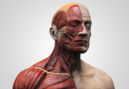 Human body anatomy - muscle anatomy of the face neck and chest in realistic 3d rendering