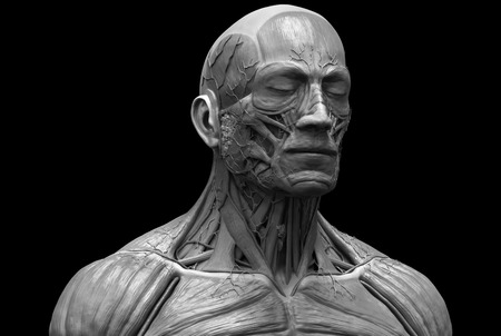 Human body anatomy - muscle anatomy of the face neck and chest , medical image reference of human anatomy in 3D realistic renderの写真素材