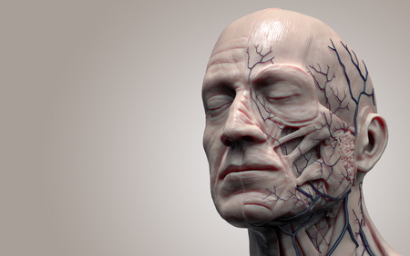 Head anatomy isolated , medical image reference of human anatomy , realistic 3D renderingの写真素材