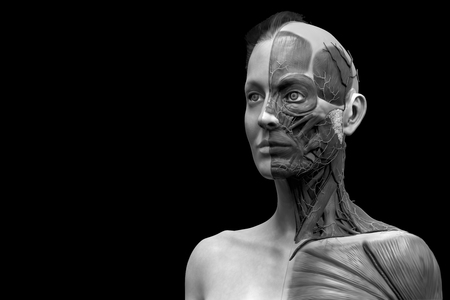 Human body anatomy of a female ,woman muscular anatomy isolated , 3d render of the face neck and...