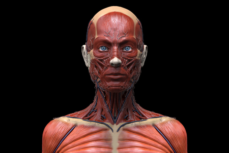 Human body anatomy of a female - muscle anatomy of the face neck and chest , medical image reference of human anatomy in 3D realistic render isolatedの写真素材