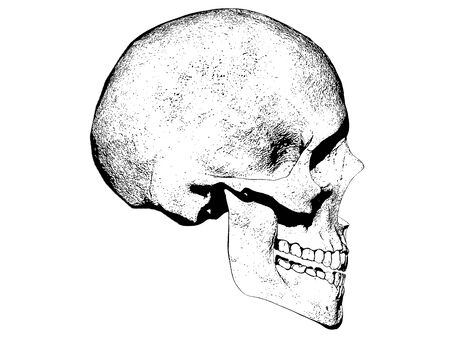 Skull isolated in background 3d renderの写真素材