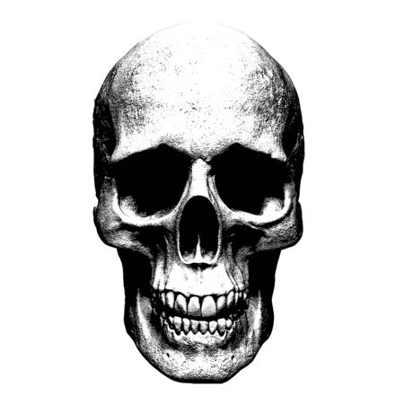 Skull isolated in side viewの写真素材