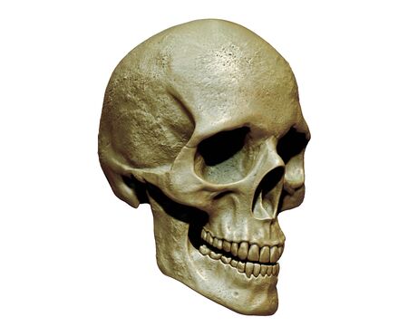 Skull isolated in background 3d renderの写真素材