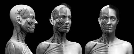 Human body anatomy of a woman - muscles structure of a femaleの写真素材