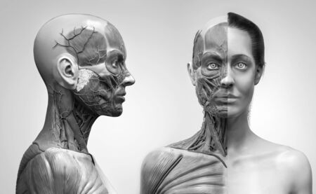 Human body anatomy of a woman - muscles structure of a femaleの写真素材