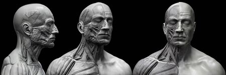 Human body anatomy of a man - muscles structure of a maleの写真素材