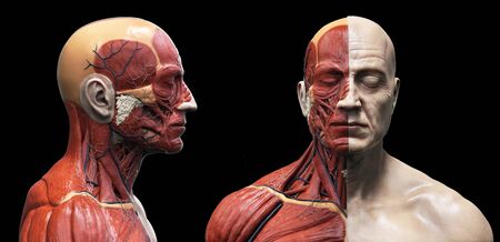 Human body anatomy of a man - muscles structure of a maleの写真素材