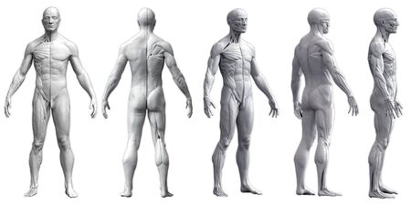 Human body anatomy of a man in five views isolated in white background - 3d renderingの写真素材