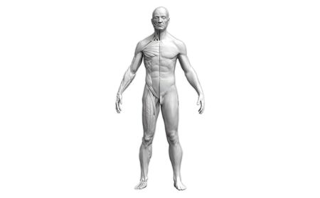 Human body anatomy of a man in front view isolated in white background - 3d rendering