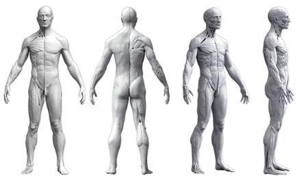 Human body anatomy of a man in four views isolated in white background- 3d renderingの写真素材