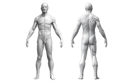 Human body anatomy of a man in two views isolated in white background - 3d renderingの写真素材