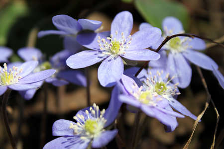 Snowdrop flowers in spring forest