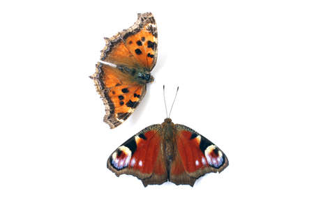 Butterfly peacock eye and tortoiseshell on a white backgroundの写真素材