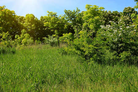 park in the summer の写真素材