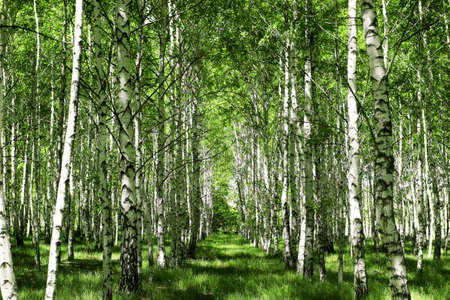 birch grove landscape の写真素材