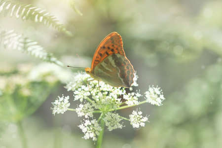 cute orange butterfly on a white flower 