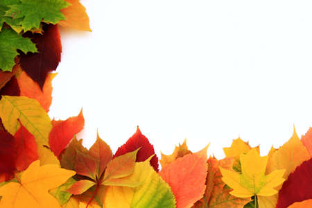 Background with autumn leaves 
