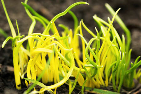 fresh sprouts 