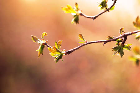 Spring evening 