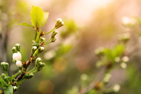 flowering apricot tree 